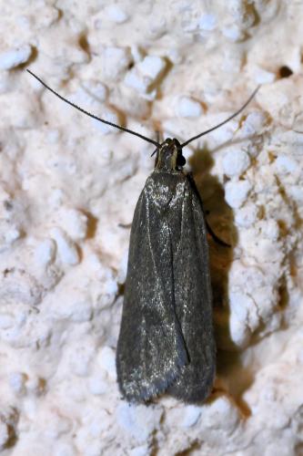Réf. 349 161 : Acompsia cinerella